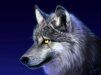 ArtfulWolf